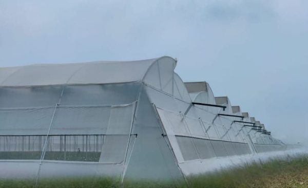 Naturally Ventilated Poly House with Erection