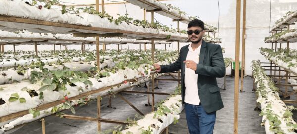 Vertical Strawberry Full Details with Study Book