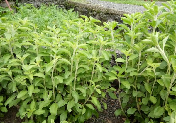 Horizontal Stevia Project Costings and Details