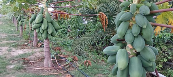 Horizontal High Density 🌿 Taiwan Red Lady 786 Papaya Project 🌿 – A High-Yielding Super-fruit!